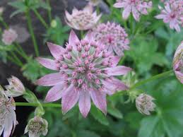 White Pink Astrantia Flower seeds for Planting - Cut Flower Favorite, Heirloom & GMO Free Seeds for Home Garden