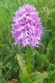 Purple Orchis Italica Seeds for Planting Vibrant Perennial Blooms