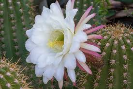 White Epiphyllum Oxypetalum Flower seeds for Planting Wildflower Mix Heirloom & GMO Free Seeds for Home Garden