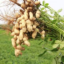 Peanut Variety for Planting Seed for Generous Harvests in Your Garden