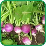 Swede Vegetable Seeds for Easy Planting