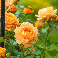 Yellow Rose Seeds for Planting - Beautiful Garden Blooms