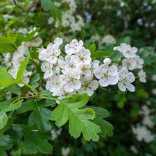 White Crataegus Flower Seeds for planting