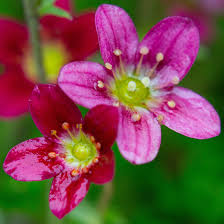 Saxifrage Rose Flower Seeds for Planting - Vibrant Garden Blooms