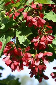 Tatarian Maple Tree Planting - Seeds for Vibrant Growth and Stunning Fall Colors