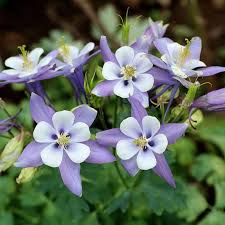 Aquilegia Coerulea Seeds for Planting - Blue & White Flowers Heirloom Non-GMO Seeds