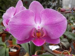 Mixed Phalaenopsis Orchid Seeds for Planting