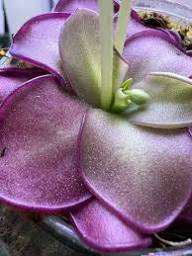 Pinguicula Moctezumae Seeds for Planting Exotic Carnivorous Plant Seeds