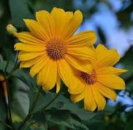 Yellow Rotundifolia Flower Seeds for Planting Ideal for Brightening Gardens with Vibrant Blooms