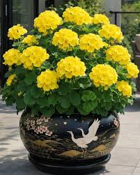 Dark Yellow Geranium Flower Seeds for Planting Perfect for Borders Heirloom & GMO Free Seeds for Home Garden
Sale