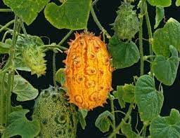 Kiwano Vegetable Seeds for Easy Planting