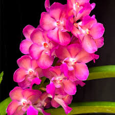 Purple Ascocentrum Ampullaceum Flower Seeds for Planting