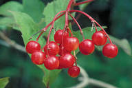 Red Sorbus Tree Seeds for a Vibrant Garden | Quality Tree Planting Seeds