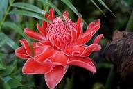 Iridescent Red Torch Ginger Flower Seeds for Easy Planting