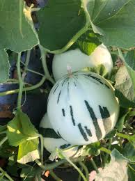 White Leopard Melon Vegetable Seeds for Planting - Seed for Unique and Flavorful Harvests in Your Garden