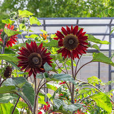 Burgundy Sunflower Seeds Perfect for Planting