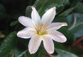 White Nevada Lewisia Flower seeds for Planting - Easy to Grow, Heirloom & GMO Free Seeds for Home Garden
Sale