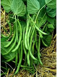 Bush Bean Vegetable Seeds for Easy Planting