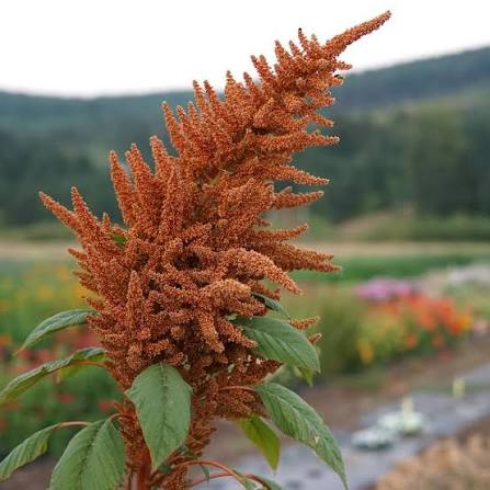 Tajinaste Gigante Plant Seeds for Planting Seed for Stunning Floral Displays and Vibrant Garden Aesthetics