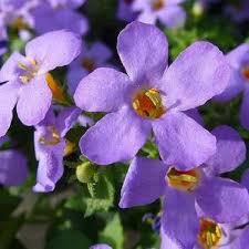 Bacopa Blutopia Flower Seeds for Planting