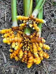 Curcuma Longa Seeds for Planting - Mixed Varieties