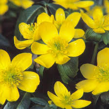Winterling Flower Seeds for Planting Seed for Enchanting Blooms and Seasonal Beauty in Your Garden