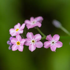 Pink Myosotis Flower Seeds for Planting Charming Annual Blooms - Evergrowseeds