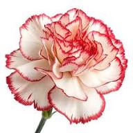 Red White Carnation Flower Seeds Planting