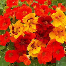 Yellow Red Nasturtium Flower Seeds Planting