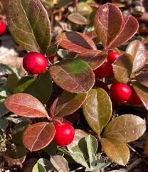 Gaultheria Fruit Seeds for Easy Planting Grow Evergreen Shrubs Fruit Seeds for Home Gardens, Containers & Outdoor Growing