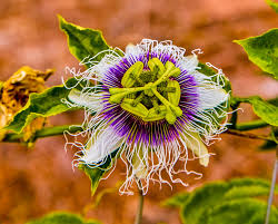 Purple Passiflora Edulis Seeds for Fruit Planting - Evergrowseeds