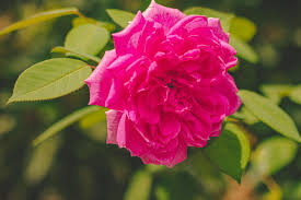 Pink Damask Flower Seeds for Planting | Beautiful Annual Blooms