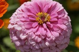 Light Pink Zinnia Flower seeds for Planting Bright Blooms Heirloom & GMO Free Seeds for Home Garden