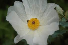 Poppy Prickly White Flower Papaver spp. Seeds for Planting in Flower Bed & Garden
