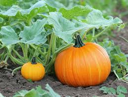 Vegetable Pumpkin Seeds Collection for Easy Planting
