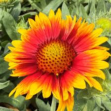 Yellow and Red Arizona Flower Seeds for Planting Heirloom Non-GMO Seeds
