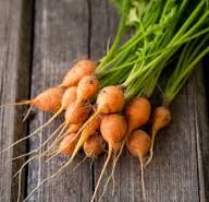 Oxheart Carrot Seeds for Vegetable Planting