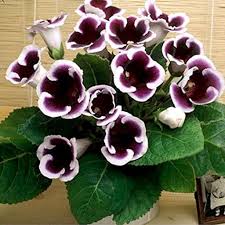 Violet White Gloxinia Flower Seeds: Planting the Perfect Floral Delight