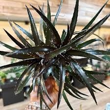 Black Dyckia Plant Seeds for Planting Perennial Succulent