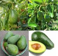 Brown Avocado Seeds for Planting - Grow Fresh Avocado Fruit at Home