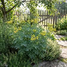 Yellow Ruta Graveolens Flower Planting Seeds Brighten Your Garden with Vibrant Flowers - Evergrowseeds