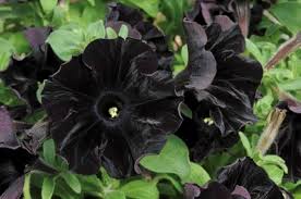 Black Cat Petunia Seeds - Ideal for Planting