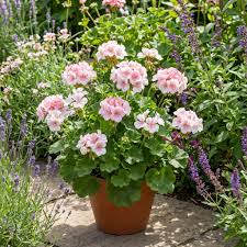 Geranium Mix Apple Blossom Seeds for Planting Vibrant Annual Flowering Plants