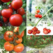 Red Vegetable Tomato Seeds for Planting
