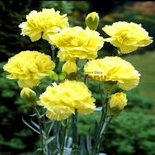 Yellow Caryophyllus Flower Planting Seeds