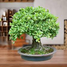 Bonsai Plant Seeds for Planting Miniature Beauty