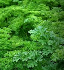 Green Parsley Seeds - Petroselinum Crispum for Planting