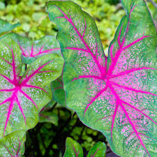 Caladium Bicolor Green Mix Seeds for Planting - Evergrowseeds
