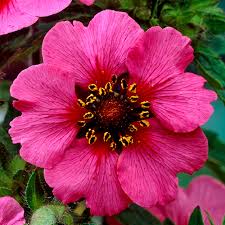 Pink Miss Willmott Flower seeds for Planting - Low Maintenance, Heirloom & GMO Free Seeds for Home Garden