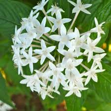 White Pentas Starla Flower Planting - Seeds for Brightening Your Garden with Stunning Blooms